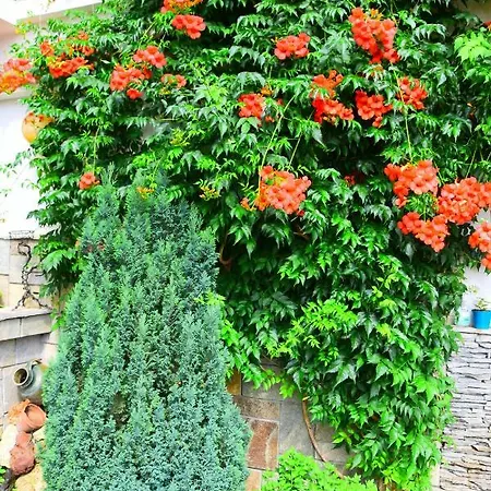 Belleza Casa de hóspedes